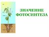 Значение фотосинтеза