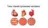 Типы тканей организма человека