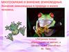 Многообразие и значение земноводных. Значение земноводных в природе и жизни человека