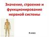 Значение, строение и функционирование нервной системы. 8 класс