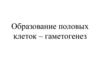 Образование половых клеток - гаметогенез