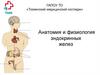 Анатомия и физиология эндокринных желез