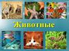 Позвоночные
