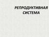 Репродуктивная система