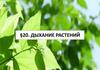 Дыхание растений