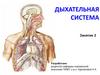 Дыхательная система