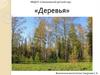 Деревья