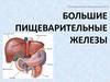 Большие пищеварительные железы