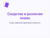 Сходства и различия кошек. Кошки: сравнение характеров и внешности