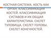 Костная система. Кость как орган. Классификация костей. Классификация суставов и их общая характеристика. Скелет туловища