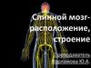 Спинной мозг-расположение, строение
