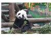 Panda news