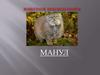 Животное красной книги манул