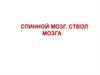 Спинной мозг. Ствол мозга