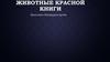 Животные Красной книги