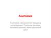 Анатомия. Анатомия и физиология процесса репродукции. Строение женских половых органов, менструальный цикл