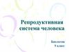 Репродуктивная система человека  (9 класс)