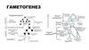 Гаметогенез. Онтогенез. Эмбриогенез