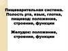 Пищеварительная система. Полость рта, язык, глотка, пищевод: положение, строение, функции желудок: положение, строение, функции