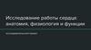 Исследование работы сердца: анатомия, физиология и функции