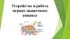 Устройство и работа нервно мышечного синапса