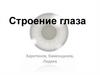 Строение глаза