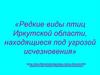 Редкие виды птиц Иркутской области, находящиеся под угрозой исчезновения