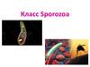Класс Sporozoa