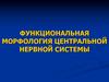 Функциональная морфология центральной нервной системы