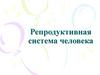 Репродуктивная система человека