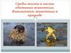 Среды жизни и места обитания животных.Взаимосвязь животных в природе