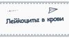 Лейкоциты в крови