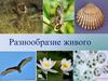 Разнообразие живого