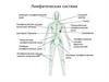 Лимфатическая система – строение и функции