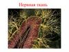 Нервная ткань
