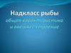 Надкласс рыбы. Общая характеристика и внешнее строение