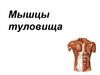 Мышцы туловища