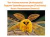 Тип Членистоногие (Arthropoda). Подтип Трахейнодышащие (Тracheata). Класс Насекомые (Insecta)
