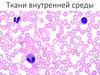 Ткани внутренней среды