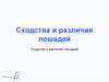 Сходства и различия лошадей. Сходства и различия лошадей. Эволюция лошадей