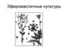 Эфиромасличные культуры