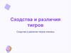 Сходства и различия тигров. Тигры: общая характеристика
