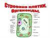 Строение клетки. Органоиды