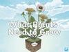 What Plants Need to Grow