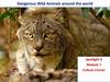 Dangerous Wild Animals around the world Spotlight 9 Module 7