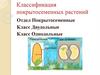 Классификация покрытосеменных растений