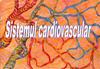 Cardiovascular