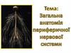 Загальна анатомія периферичної нервової системи