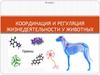 Координация и регуляция жизнедеятельности у животных. 8 класс