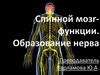 Спинной мозг-функции. Образование нерва